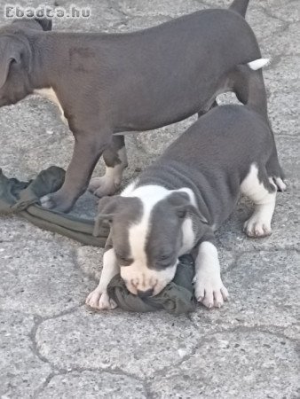Amerikai staffordshire terrier kiskutyák!