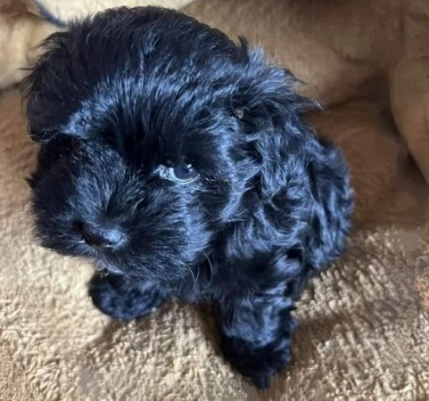 Bichon havanese