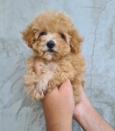 Maltipoo