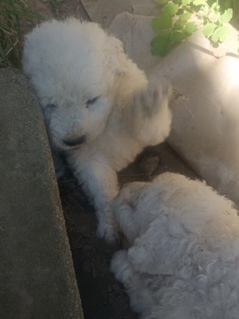 Komondor
