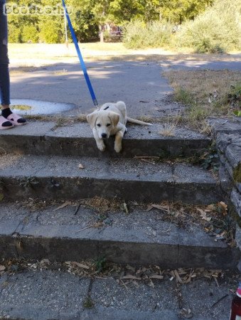 3,5 hónapos Golden Retriever kiskutya