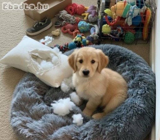 Golden Retriever puppies