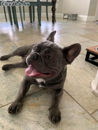 French bull dog puppies