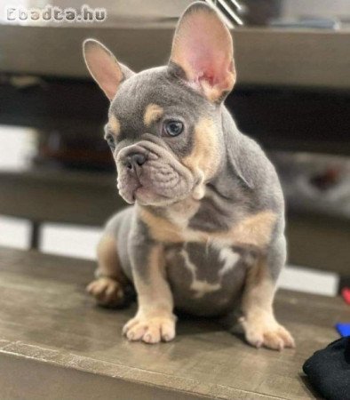 French bull dog puppies