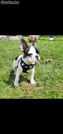 French bull dog puppies