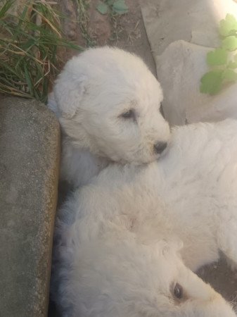 Komondor