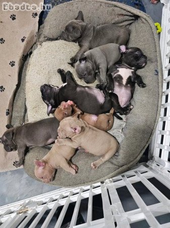 American bullies