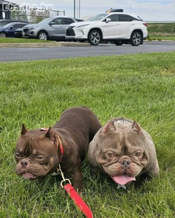 American bullies