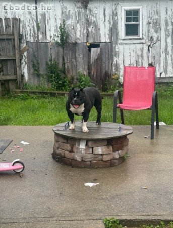 American bullies