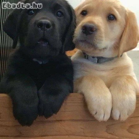 Labrador Retriever puppies 🐶