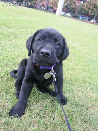 Labrador Retriever puppies 🐶