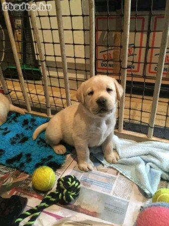 Labrador Retriever puppies 🐶
