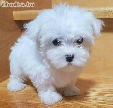 Maltese puppies for adoption