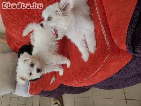 Maltese puppies for adoption