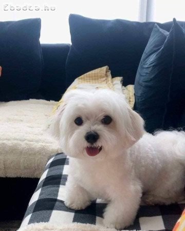 Maltese puppies for adoption