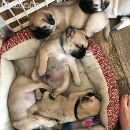 Pug puppies for sale
