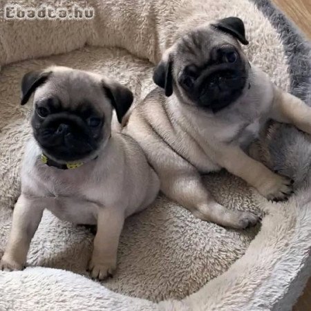 Pug puppies for sale