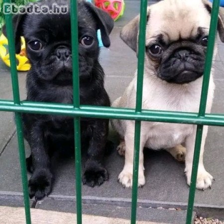Pug puppies for sale
