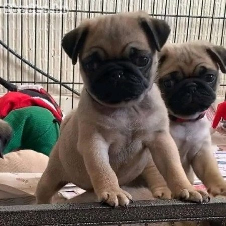 Pug puppies for sale