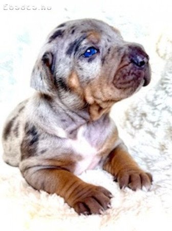 Louisiana Catahoula Leopard Dog