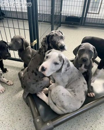 Great dane puppies available for sale