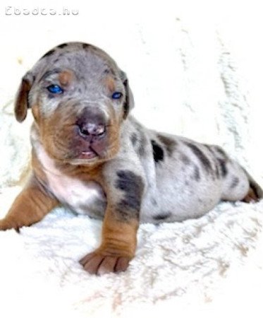 Louisiana Catahoula Leopard Dog