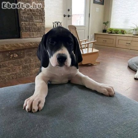 Great dane puppies available for sale