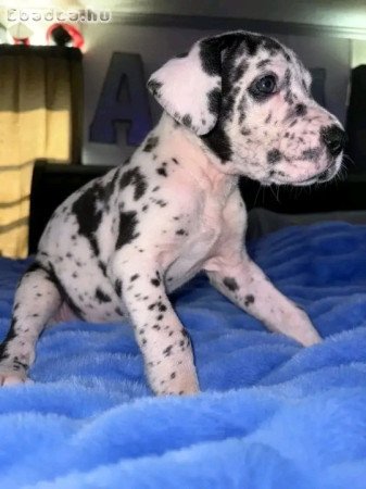 Great dane puppies available for sale