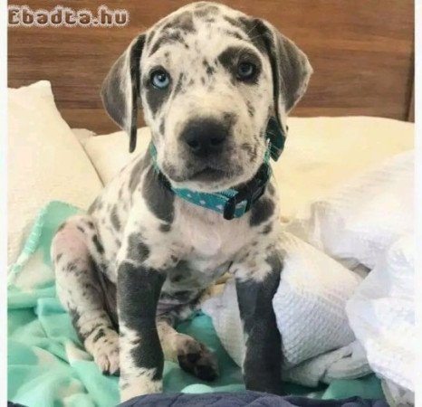 Great dane puppies available for sale
