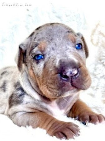 Louisiana Catahoula Leopard Dog