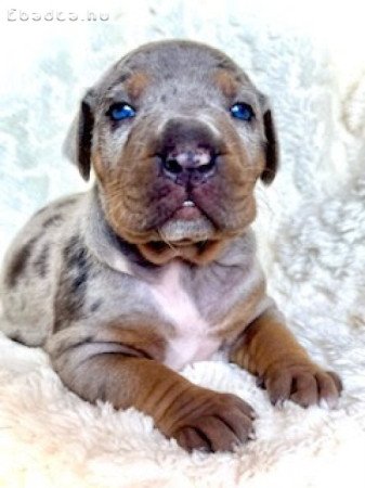 Louisiana Catahoula Leopard Dog