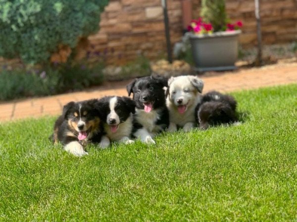 Border collie
