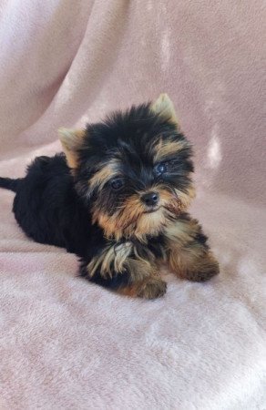 Yorkshire Terrier