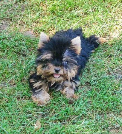 Yorkshire Terrier