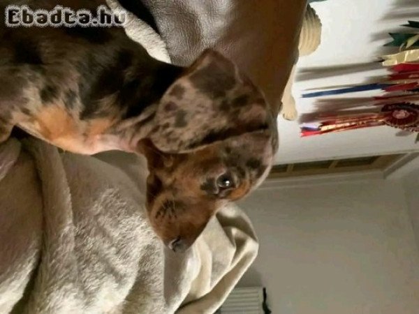 Adorable dachshund puppies