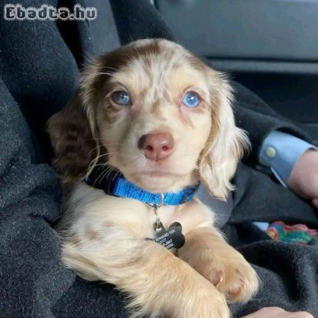 Adorable dachshund puppies