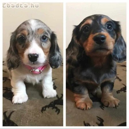Adorable dachshund puppies