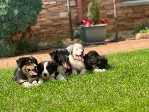 Border collie