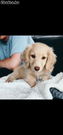 Dachshund Dachshund Dachshund  wirhaire