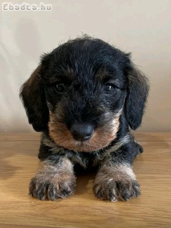 Dachshund Dachshund Dachshund  wirhaire