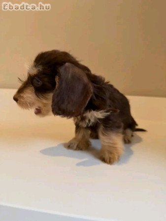 Dachshund Dachshund Dachshund  wirhaire