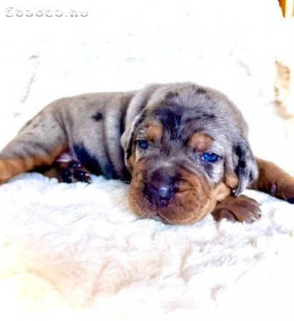 Louisiana Catahoula Leopard Dog