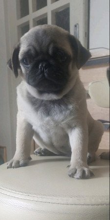 Mopsz