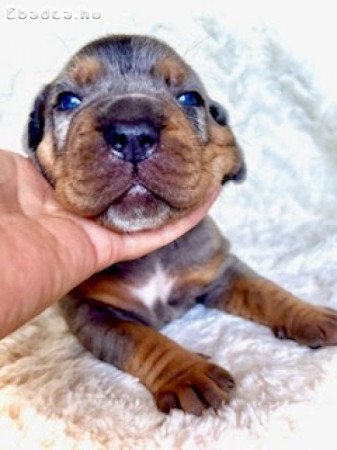 Louisiana Catahoula Leopard Dog