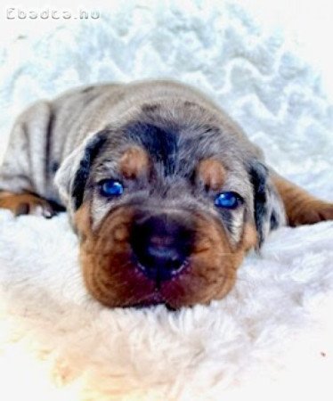 Louisiana Catahoula Leopard Dog