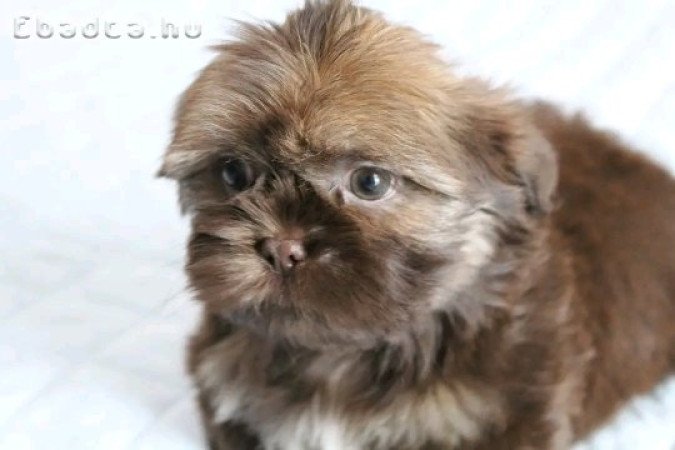 Shih Tzu puppies