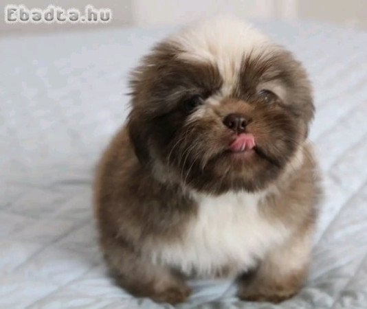 Shih Tzu puppies
