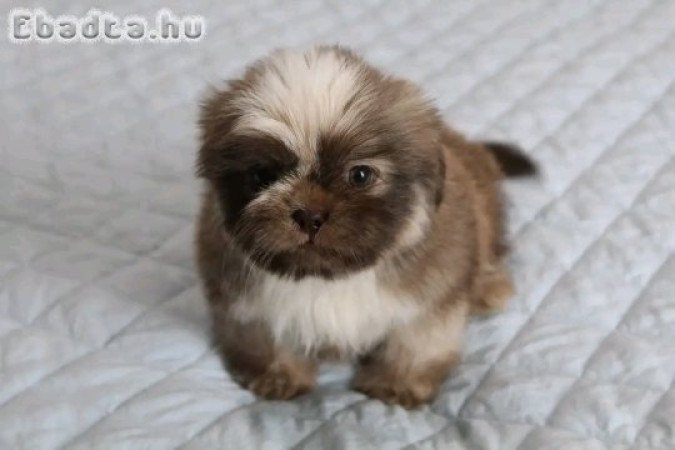 Shih Tzu puppies