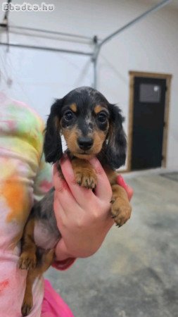 Dachshund puppies