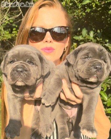 Cane corso puppies for sale